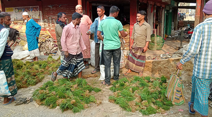 ফরিদপুরে জমে উঠেছে ধানের চারার হাট